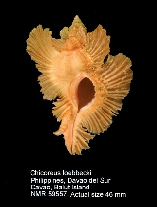 Chicoreus loebbecki.jpg - Chicoreus loebbecki(Kobelt,1879)